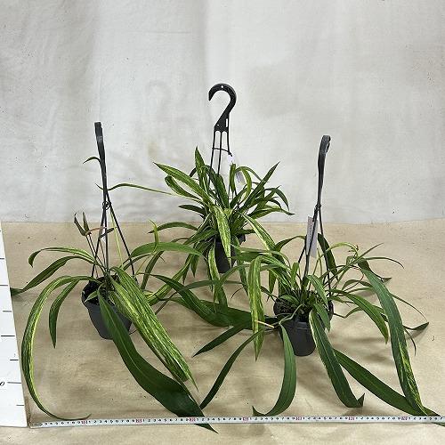 観葉植物　斑入りアンスリウム ビッタリフォリウム バリエガータ 4号吊り鉢(個体おまかせ1鉢)　インテリア 室内 おしゃれ 可愛い かわいい |  | 05