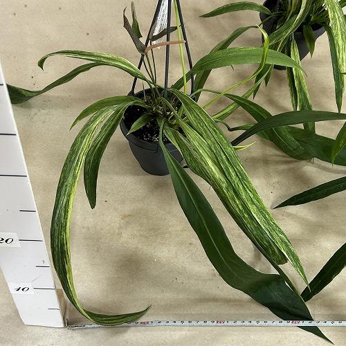 観葉植物　斑入りアンスリウム ビッタリフォリウム バリエガータ 4号吊り鉢(個体おまかせ1鉢)　インテリア 室内 おしゃれ 可愛い かわいい |  | 06