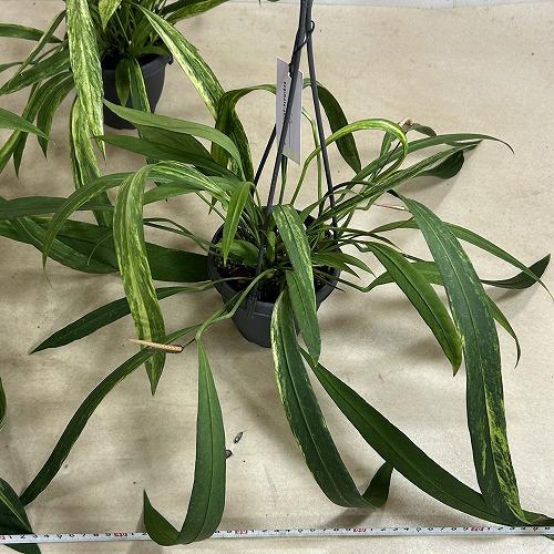 観葉植物　斑入りアンスリウム ビッタリフォリウム バリエガータ 4号吊り鉢(個体おまかせ1鉢)　インテリア 室内 おしゃれ 可愛い かわいい |  | 07