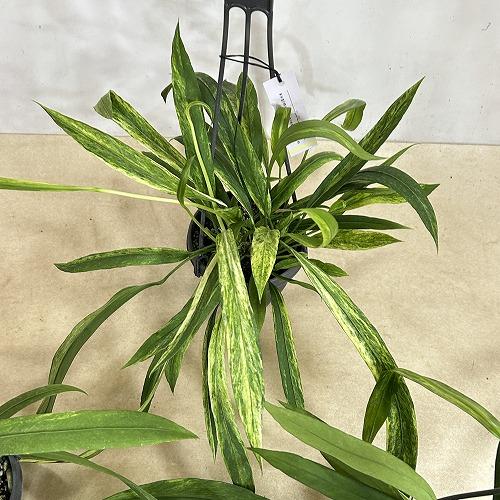 観葉植物　斑入りアンスリウム ビッタリフォリウム バリエガータ 4号吊り鉢(個体おまかせ1鉢)　インテリア 室内 おしゃれ 可愛い かわいい |  | 08