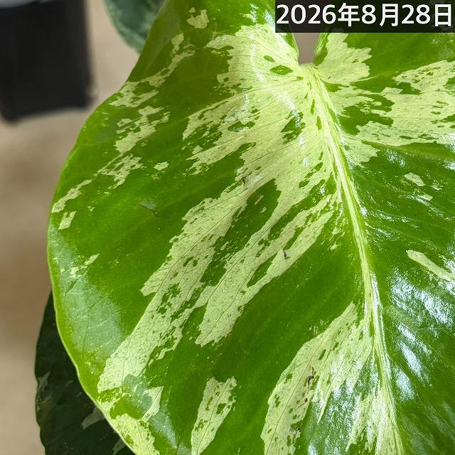 【注目】モンステラ デリシオサ バルバソー※葉傷みあり 3号ロング角黒鉢(個体おまかせ1鉢)　観葉植物 インテリア 室内 おしゃれ 可愛い かわいい |  | 10