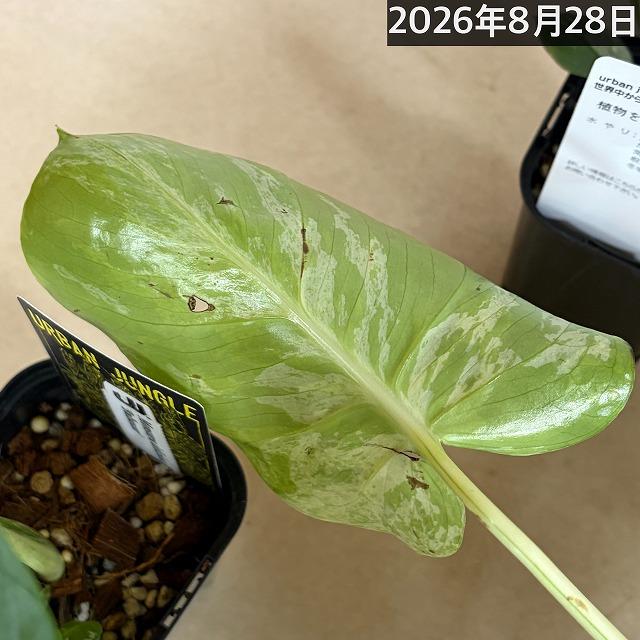【注目】モンステラ デリシオサ バルバソー※葉傷みあり 3号ロング角黒鉢(個体おまかせ1鉢)　観葉植物 インテリア 室内 おしゃれ 可愛い かわいい |  | 11