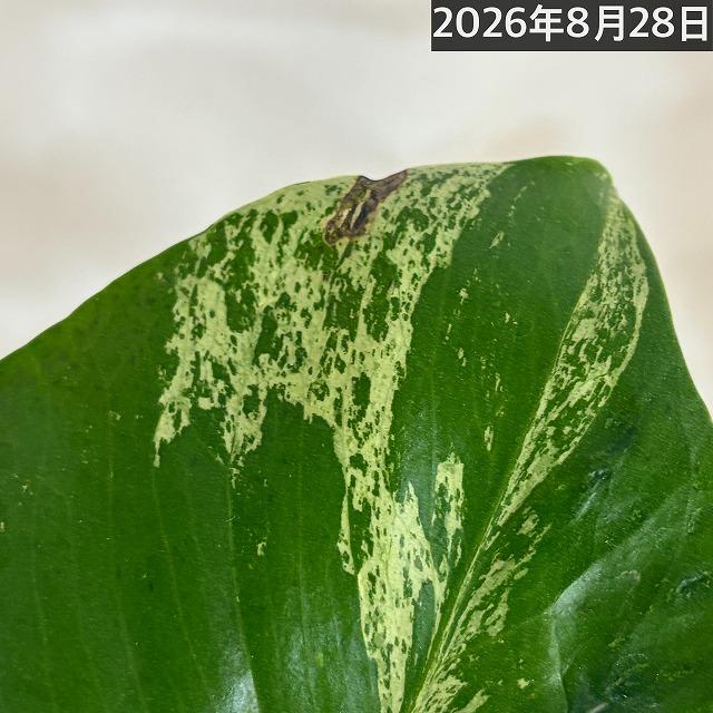 【注目】モンステラ デリシオサ バルバソー※葉傷みあり 3号ロング角黒鉢(個体おまかせ1鉢)　観葉植物 インテリア 室内 おしゃれ 可愛い かわいい |  | 12