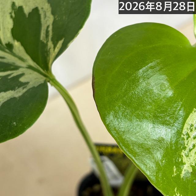 【注目】モンステラ デリシオサ バルバソー※葉傷みあり 3号ロング角黒鉢(個体おまかせ1鉢)　観葉植物 インテリア 室内 おしゃれ 可愛い かわいい |  | 13