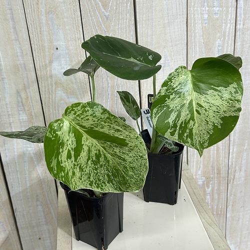 【注目】モンステラ デリシオサ バルバソー※葉傷みあり 3号ロング角黒鉢(個体おまかせ1鉢)　観葉植物 インテリア 室内 おしゃれ 可愛い かわいい |  | 02
