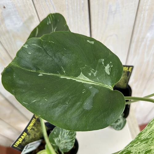 【注目】モンステラ デリシオサ バルバソー※葉傷みあり 3号ロング角黒鉢(個体おまかせ1鉢)　観葉植物 インテリア 室内 おしゃれ 可愛い かわいい |  | 04