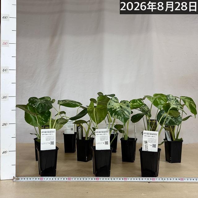 【注目】モンステラ デリシオサ バルバソー※葉傷みあり 3号ロング角黒鉢(個体おまかせ1鉢)　観葉植物 インテリア 室内 おしゃれ 可愛い かわいい |  | 06