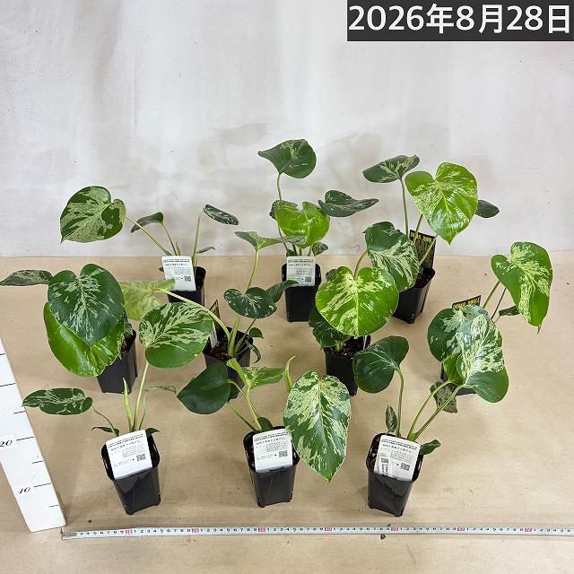 【注目】モンステラ デリシオサ バルバソー※葉傷みあり 3号ロング角黒鉢(個体おまかせ1鉢)　観葉植物 インテリア 室内 おしゃれ 可愛い かわいい |  | 07