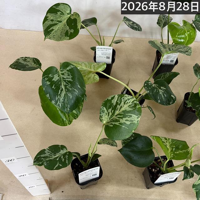 【注目】モンステラ デリシオサ バルバソー※葉傷みあり 3号ロング角黒鉢(個体おまかせ1鉢)　観葉植物 インテリア 室内 おしゃれ 可愛い かわいい |  | 08