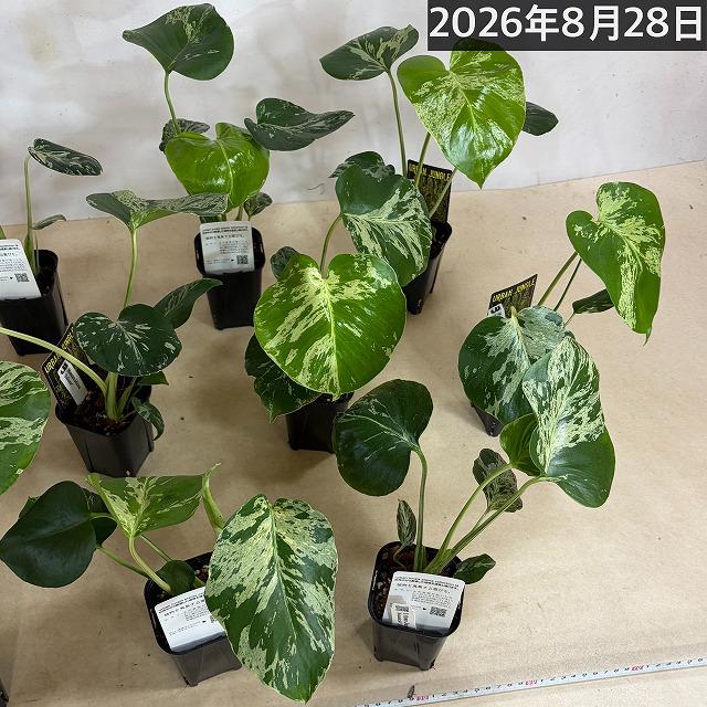 【注目】モンステラ デリシオサ バルバソー※葉傷みあり 3号ロング角黒鉢(個体おまかせ1鉢)　観葉植物 インテリア 室内 おしゃれ 可愛い かわいい |  | 09