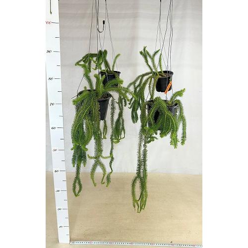 観葉植物　フペルジア スクアローサ 4.5号吊り具付き(個体おまかせ1鉢)　インテリア 室内 おしゃれ 可愛い かわいい |  | 01