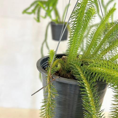観葉植物　フペルジア スクアローサ 4.5号吊り具付き(個体おまかせ1鉢)　インテリア 室内 おしゃれ 可愛い かわいい |  | 02