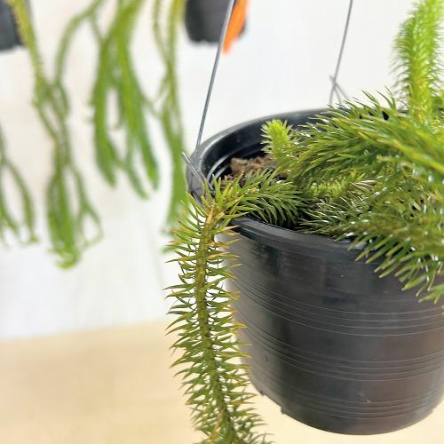 観葉植物　フペルジア スクアローサ 4.5号吊り具付き(個体おまかせ1鉢)　インテリア 室内 おしゃれ 可愛い かわいい |  | 03