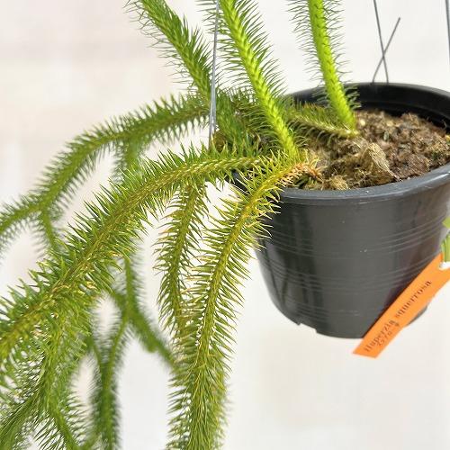 観葉植物　フペルジア スクアローサ 4.5号吊り具付き(個体おまかせ1鉢)　インテリア 室内 おしゃれ 可愛い かわいい |  | 04
