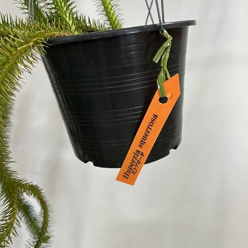 観葉植物　フペルジア スクアローサ 4.5号吊り具付き(個体おまかせ1鉢)　インテリア 室内 おしゃれ 可愛い かわいい |  | 05