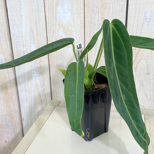 観葉植物　アンスリウム ワロクアナム 3号ロング角鉢(個体おまかせ1鉢)　インテリア 室内 おしゃれ 可愛い かわいい | 