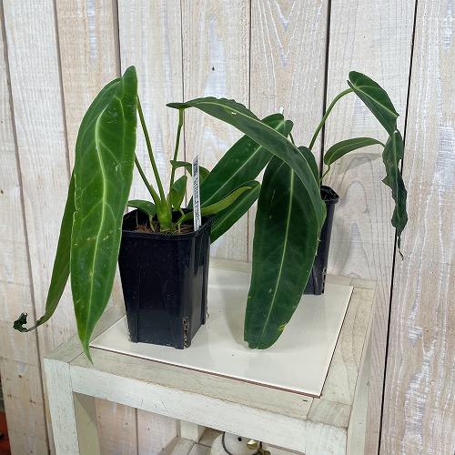 観葉植物　アンスリウム ワロクアナム 3号ロング角鉢(個体おまかせ1鉢)　インテリア 室内 おしゃれ 可愛い かわいい |  | 01