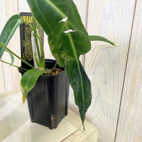 観葉植物　アンスリウム ワロクアナム 3号ロング角鉢(個体おまかせ1鉢)　インテリア 室内 おしゃれ 可愛い かわいい |  | 02