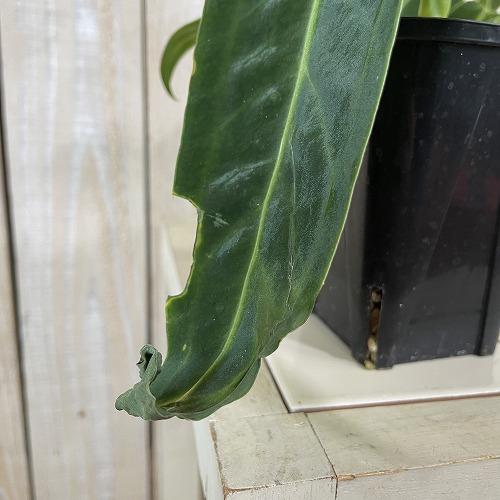 観葉植物　アンスリウム ワロクアナム 3号ロング角鉢(個体おまかせ1鉢)　インテリア 室内 おしゃれ 可愛い かわいい |  | 03