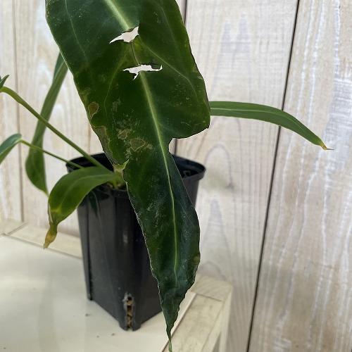 観葉植物　アンスリウム ワロクアナム 3号ロング角鉢(個体おまかせ1鉢)　インテリア 室内 おしゃれ 可愛い かわいい |  | 04