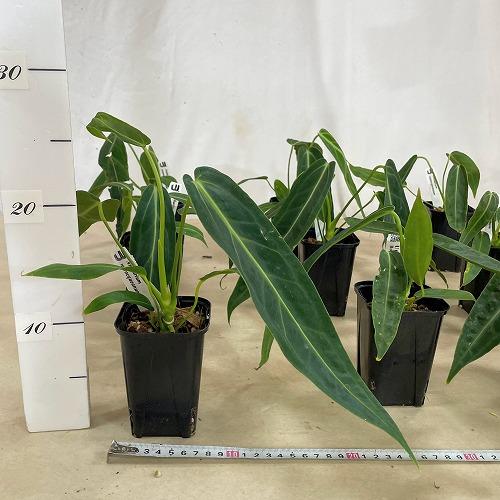 観葉植物　アンスリウム ワロクアナム 3号ロング角鉢(個体おまかせ1鉢)　インテリア 室内 おしゃれ 可愛い かわいい |  | 05
