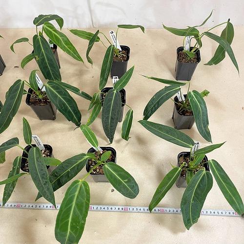 観葉植物　アンスリウム ワロクアナム 3号ロング角鉢(個体おまかせ1鉢)　インテリア 室内 おしゃれ 可愛い かわいい |  | 06