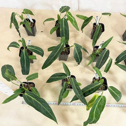 観葉植物　アンスリウム ワロクアナム 3号ロング角鉢(個体おまかせ1鉢)　インテリア 室内 おしゃれ 可愛い かわいい |  | 07