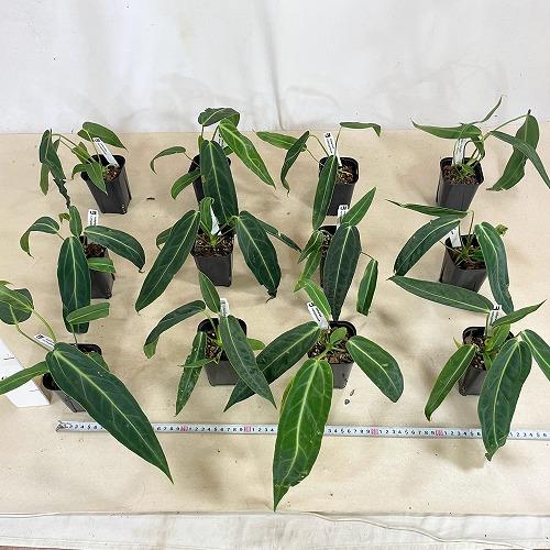 観葉植物　アンスリウム ワロクアナム 3号ロング角鉢(個体おまかせ1鉢)　インテリア 室内 おしゃれ 可愛い かわいい |  | 08