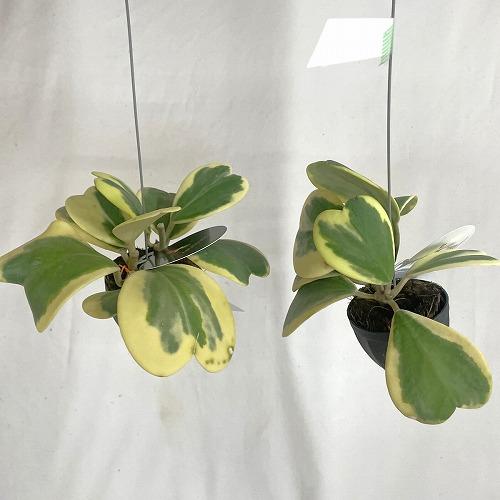 観葉植物　ホヤ カーリー 斑入り 2号吊り鉢(個体おまかせ1鉢)　インテリア 室内 おしゃれ 可愛い かわいい |  | 01