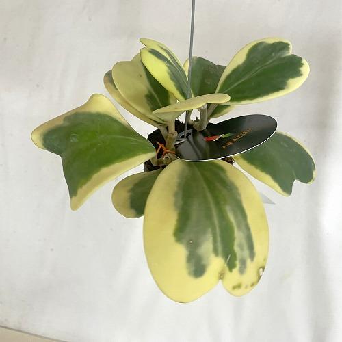 観葉植物　ホヤ カーリー 斑入り 2号吊り鉢(個体おまかせ1鉢)　インテリア 室内 おしゃれ 可愛い かわいい |  | 02