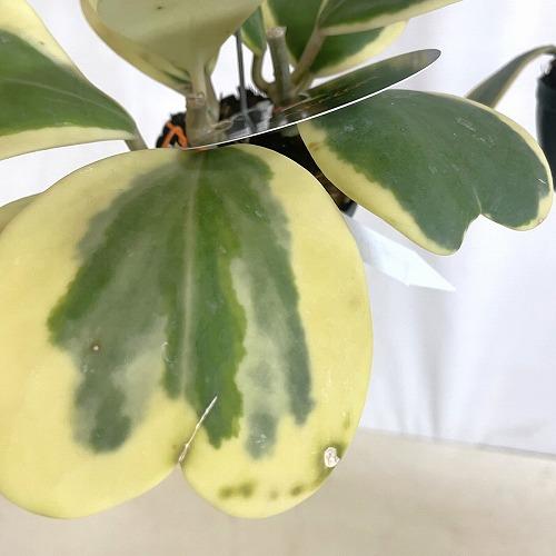 観葉植物　ホヤ カーリー 斑入り 2号吊り鉢(個体おまかせ1鉢)　インテリア 室内 おしゃれ 可愛い かわいい |  | 03