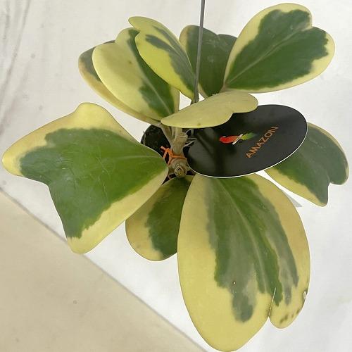 観葉植物　ホヤ カーリー 斑入り 2号吊り鉢(個体おまかせ1鉢)　インテリア 室内 おしゃれ 可愛い かわいい |  | 04