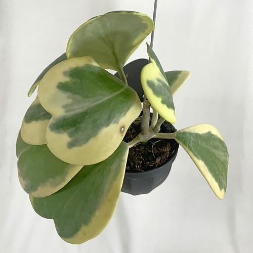 観葉植物　ホヤ カーリー 斑入り 2号吊り鉢(個体おまかせ1鉢)　インテリア 室内 おしゃれ 可愛い かわいい |  | 05