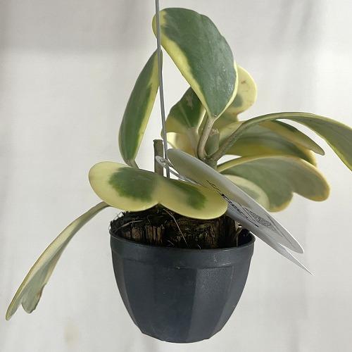 観葉植物　ホヤ カーリー 斑入り 2号吊り鉢(個体おまかせ1鉢)　インテリア 室内 おしゃれ 可愛い かわいい |  | 06