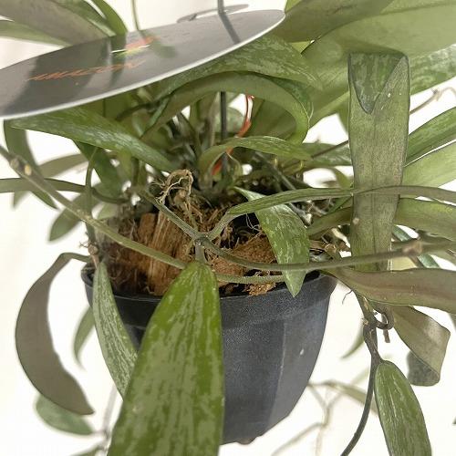 観葉植物　ホヤ シギラティス 2号吊り鉢(個体おまかせ1鉢)　インテリア 室内 おしゃれ 可愛い かわいい |  | 10