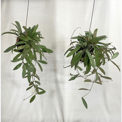 観葉植物　ホヤ シギラティス 2号吊り鉢(個体おまかせ1鉢)　インテリア 室内 おしゃれ 可愛い かわいい |  | 01