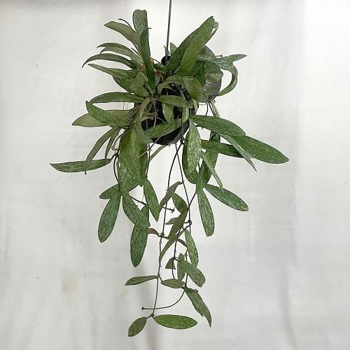 観葉植物　ホヤ シギラティス 2号吊り鉢(個体おまかせ1鉢)　インテリア 室内 おしゃれ 可愛い かわいい |  | 02