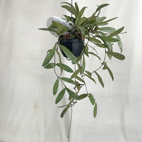 観葉植物　ホヤ シギラティス 2号吊り鉢(個体おまかせ1鉢)　インテリア 室内 おしゃれ 可愛い かわいい |  | 03