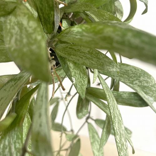 観葉植物　ホヤ シギラティス 2号吊り鉢(個体おまかせ1鉢)　インテリア 室内 おしゃれ 可愛い かわいい |  | 04