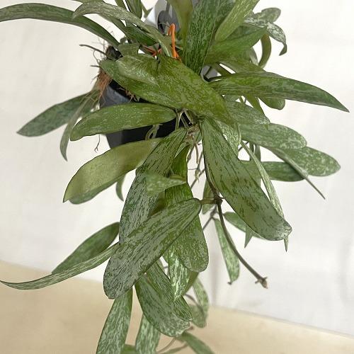 観葉植物　ホヤ シギラティス 2号吊り鉢(個体おまかせ1鉢)　インテリア 室内 おしゃれ 可愛い かわいい |  | 05
