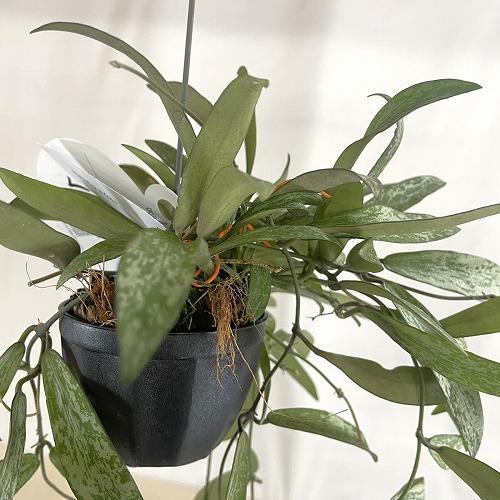 観葉植物　ホヤ シギラティス 2号吊り鉢(個体おまかせ1鉢)　インテリア 室内 おしゃれ 可愛い かわいい |  | 06