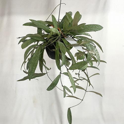 観葉植物　ホヤ シギラティス 2号吊り鉢(個体おまかせ1鉢)　インテリア 室内 おしゃれ 可愛い かわいい |  | 07