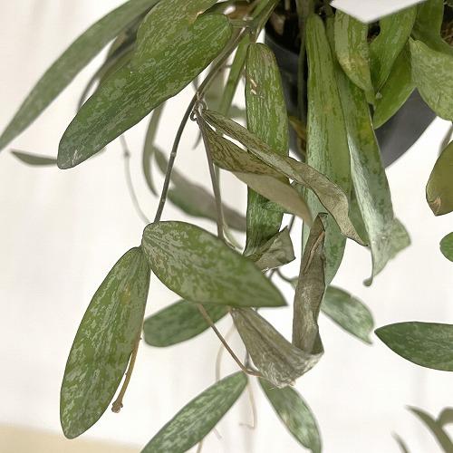 観葉植物　ホヤ シギラティス 2号吊り鉢(個体おまかせ1鉢)　インテリア 室内 おしゃれ 可愛い かわいい |  | 08
