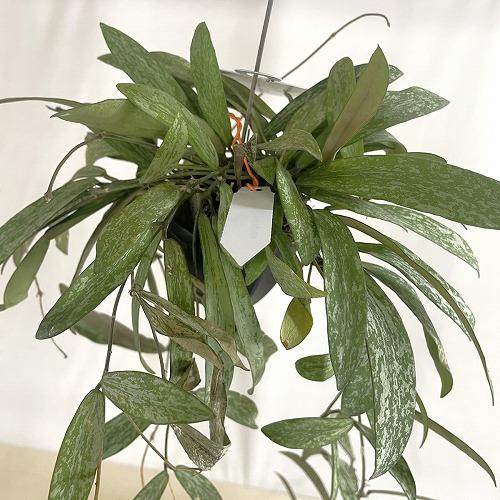 観葉植物　ホヤ シギラティス 2号吊り鉢(個体おまかせ1鉢)　インテリア 室内 おしゃれ 可愛い かわいい |  | 09