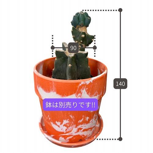 サボテン　【訳あり】柱サボテン ブランチ 2号(※鉢カバー無し)(個体おまかせ1鉢)　インテリア 室内 おしゃれ 可愛い かわいい |  | 01