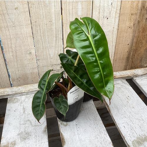 観葉植物　フィロデンドロン ビレッディアエ(ビレッタエ) 2.5号ポット(個体おまかせ1鉢)　インテリア 室内 おしゃれ 可愛い かわいい |  | 01