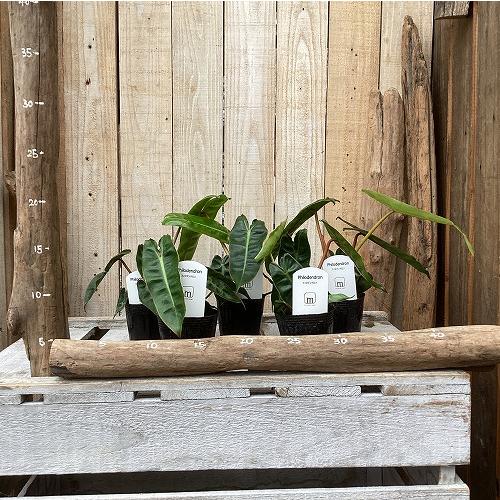 観葉植物　フィロデンドロン ビレッディアエ(ビレッタエ) 2.5号ポット(個体おまかせ1鉢)　インテリア 室内 おしゃれ 可愛い かわいい |  | 02