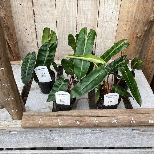 観葉植物　フィロデンドロン ビレッディアエ(ビレッタエ) 2.5号ポット(個体おまかせ1鉢)　インテリア 室内 おしゃれ 可愛い かわいい |  | 04