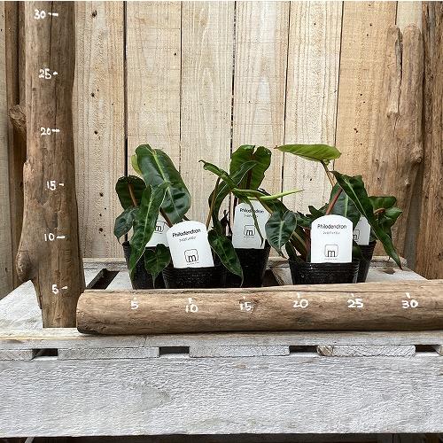 観葉植物　フィロデンドロン ビレッディアエ(ビレッタエ) 2.5号ポット(個体おまかせ1鉢)　インテリア 室内 おしゃれ 可愛い かわいい |  | 05