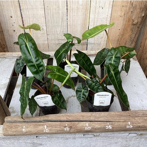 観葉植物　フィロデンドロン ビレッディアエ(ビレッタエ) 2.5号ポット(個体おまかせ1鉢)　インテリア 室内 おしゃれ 可愛い かわいい |  | 06